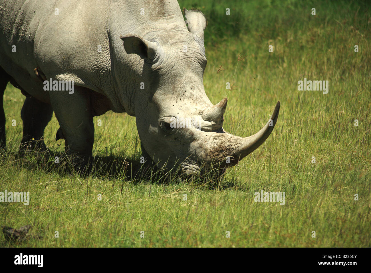 Rhino couverts de mouches Le lac Nakuru Kenya Afrique Banque D'Images