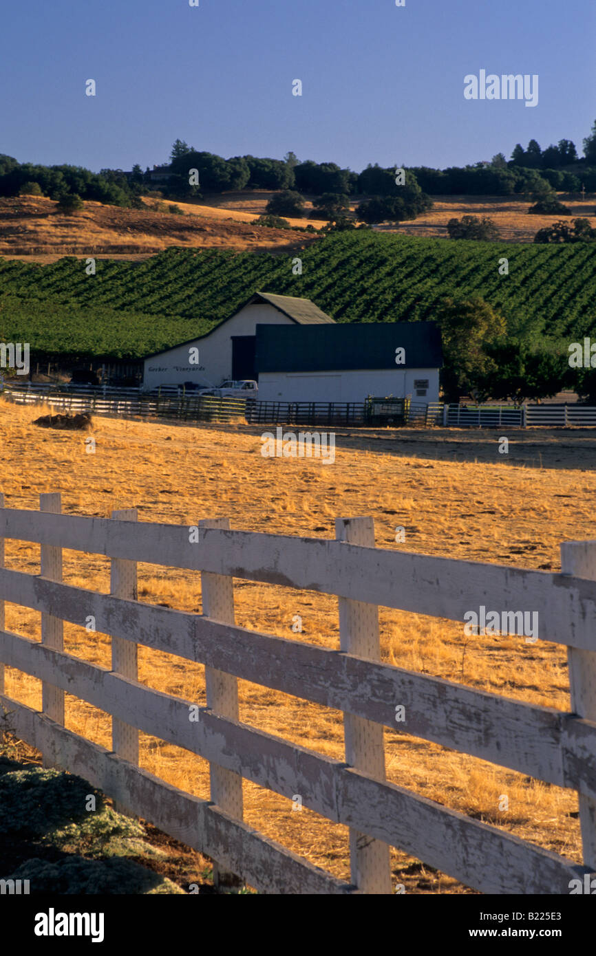 Lumière du matin vignobles Gerber Murphys Comté de Californie Banque D'Images