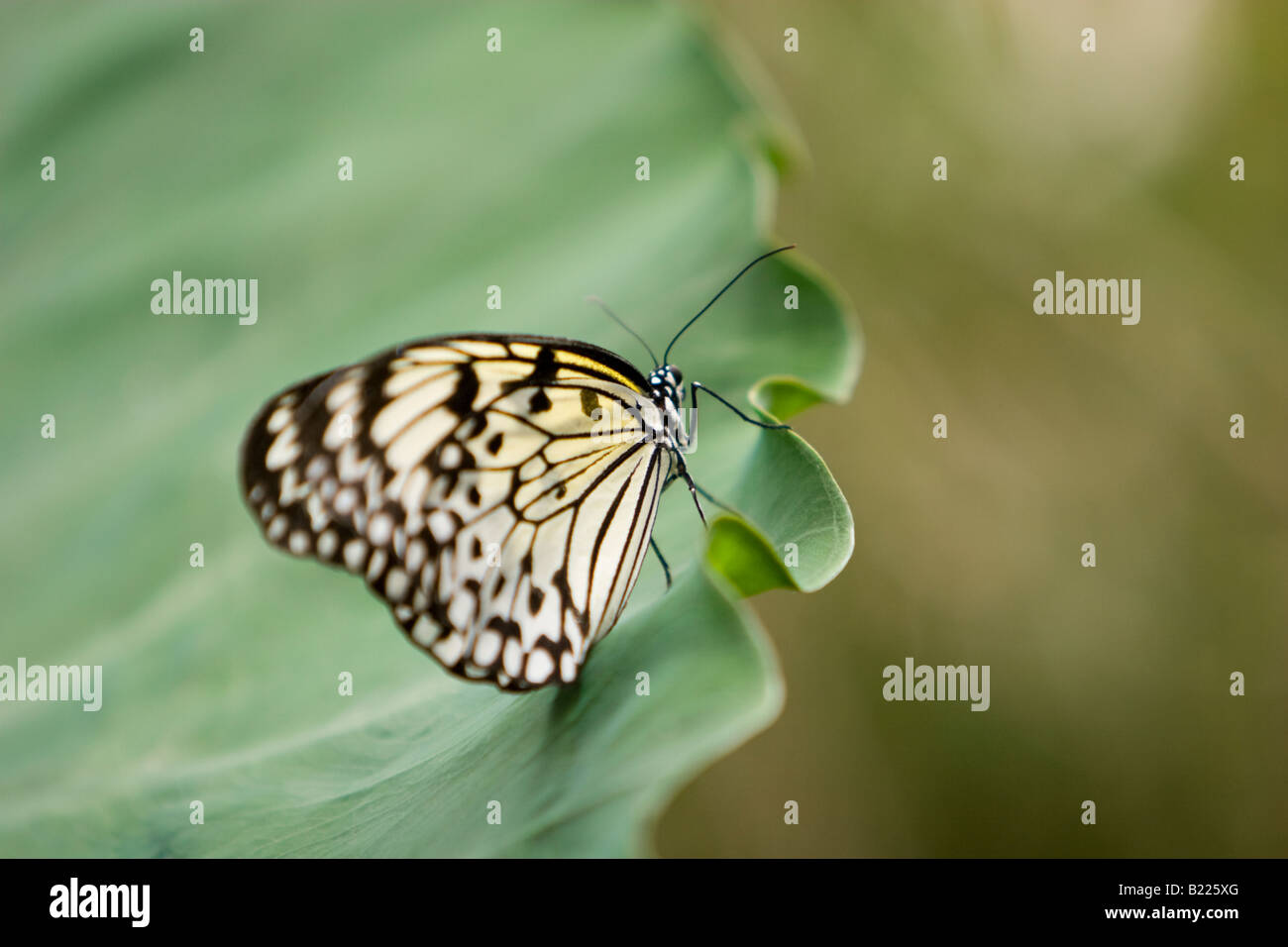 Arbre généalogique de Malabar, Papillon Nymphe Idée Malabarica, papier Kite Butterfly Banque D'Images