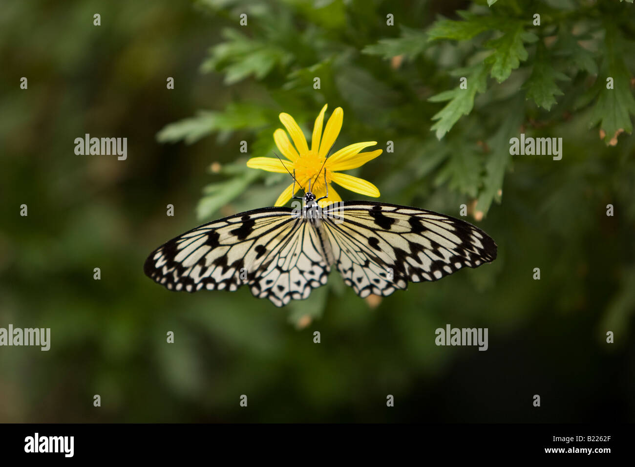 Arbre généalogique de Malabar, Papillon Nymphe Idée Malabarica, papier Kite Butterfly Banque D'Images
