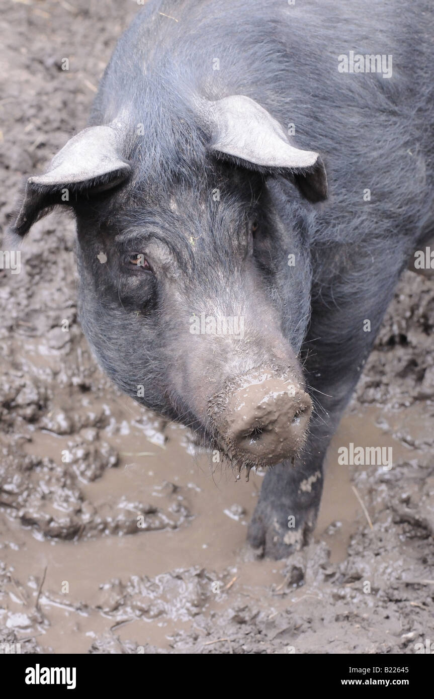 Un énorme cochon noir velu, avec un museau plein de colère, il ses ordures et fourmillières donner à quelqu'un d'oeil sale. Banque D'Images