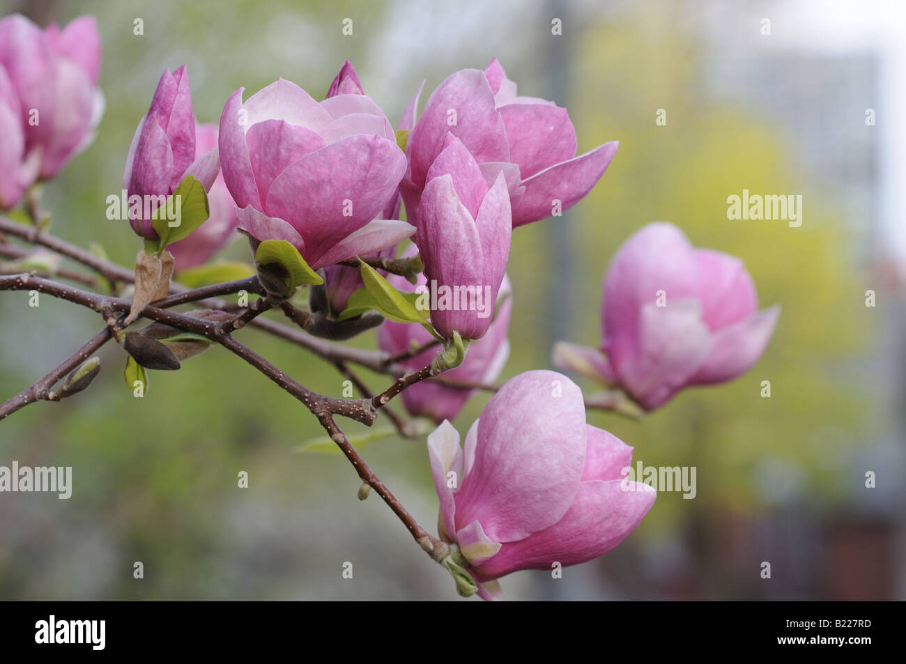 Plusieurs fleurs sur une branche, chacune unique en termes de forme, de taille et de forme, qui tous sont doucement vers le ciel. Banque D'Images
