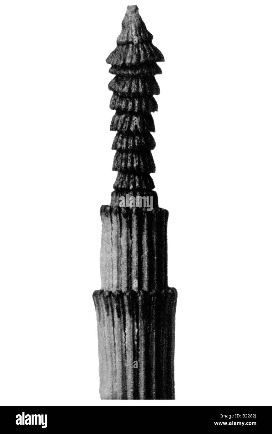 La prêle des archétypes de l'Art Karl Blossfeldt Urformen der Kunst Banque D'Images