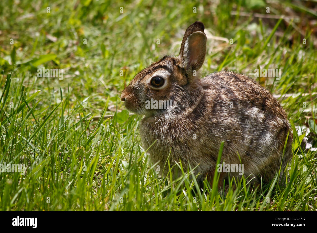 Le lapin sauvage assis dans l'herbe verte sur un fond flou, paysage rural au début du printemps, horizontal aux États-Unis, US, haute résolution Banque D'Images