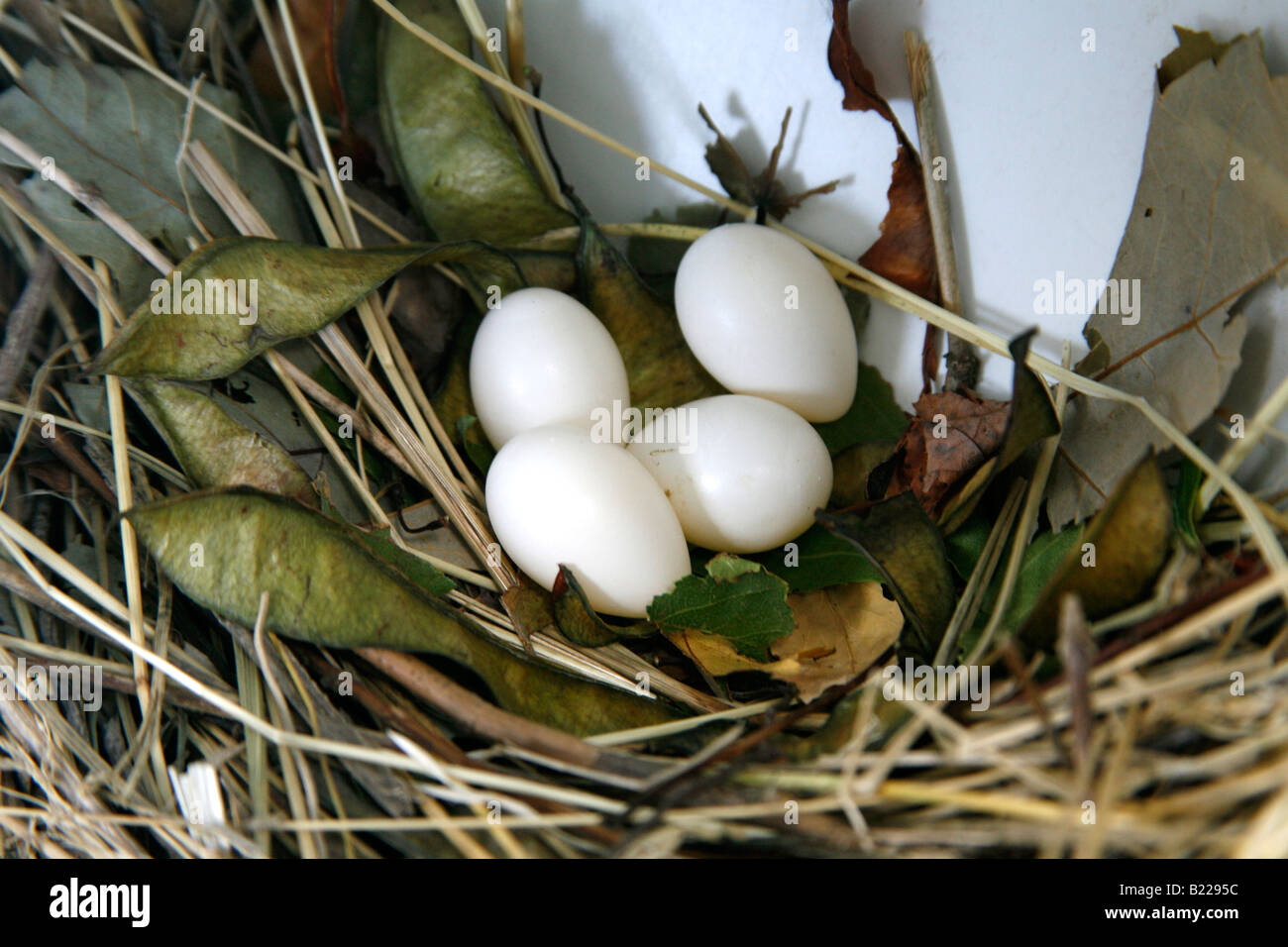 Purple Martin Nest avec quatre Œufs Banque D'Images