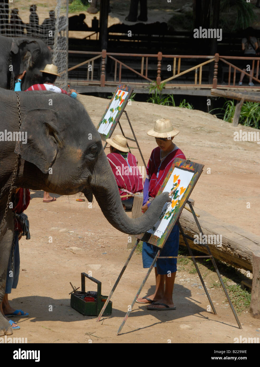 Peinture d'éléphant, Maesa Elephant Camp, près de Chiang Mai, dans le Nord de la Thaïlande Banque D'Images Peinture d'éléphant, Maesa Elephant Camp, près de Chiang Mai, dans le Nord de la Thaïlande Banque D'Images