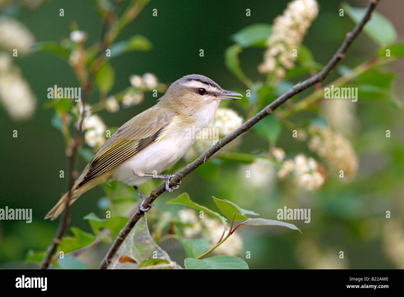 Viréo aux yeux rouges perché dans le cerisier sauvage avec des arbres en fleurs Banque D'Images