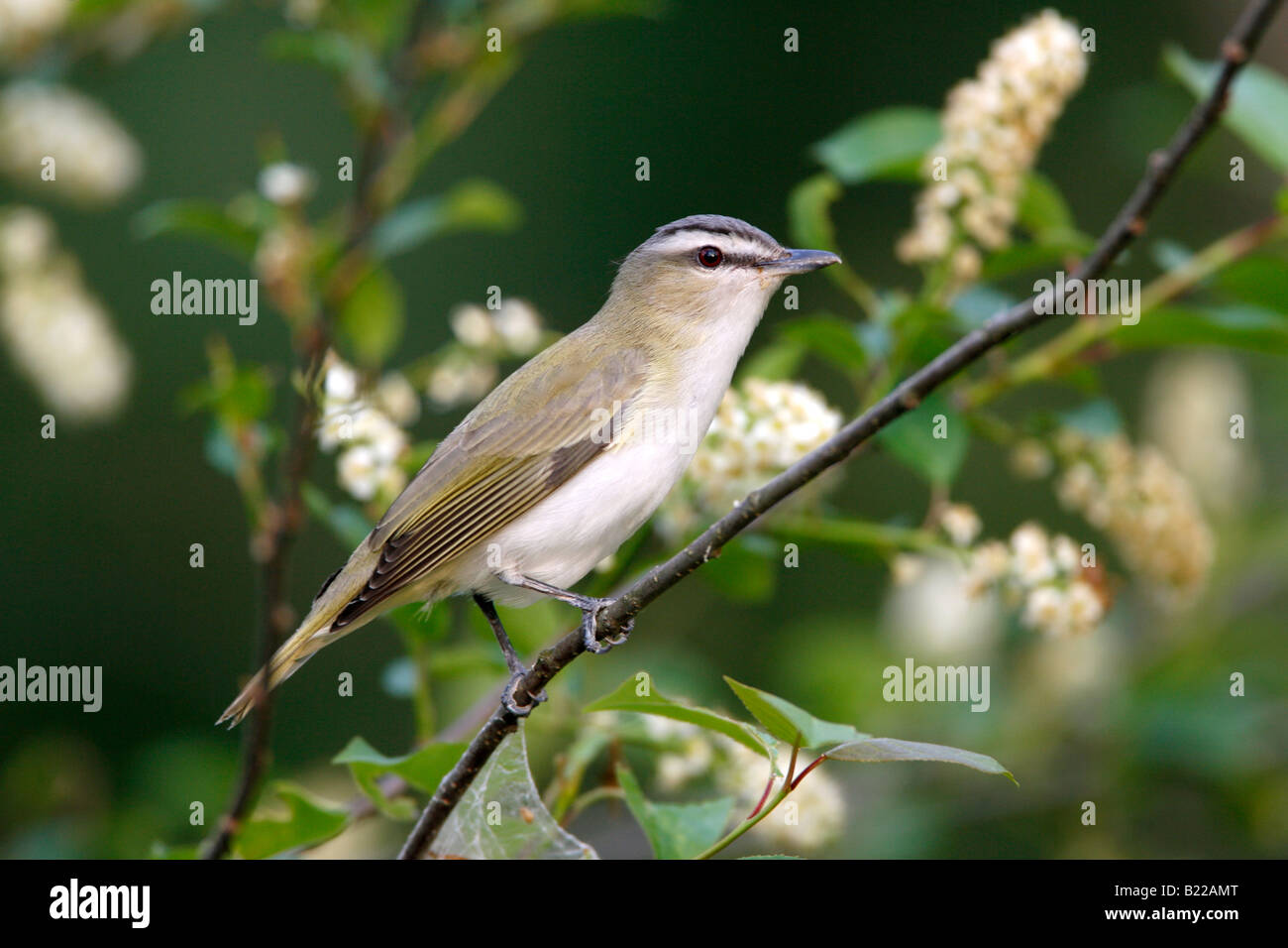 Viréo aux yeux rouges perché dans le cerisier sauvage avec des arbres en fleurs Banque D'Images