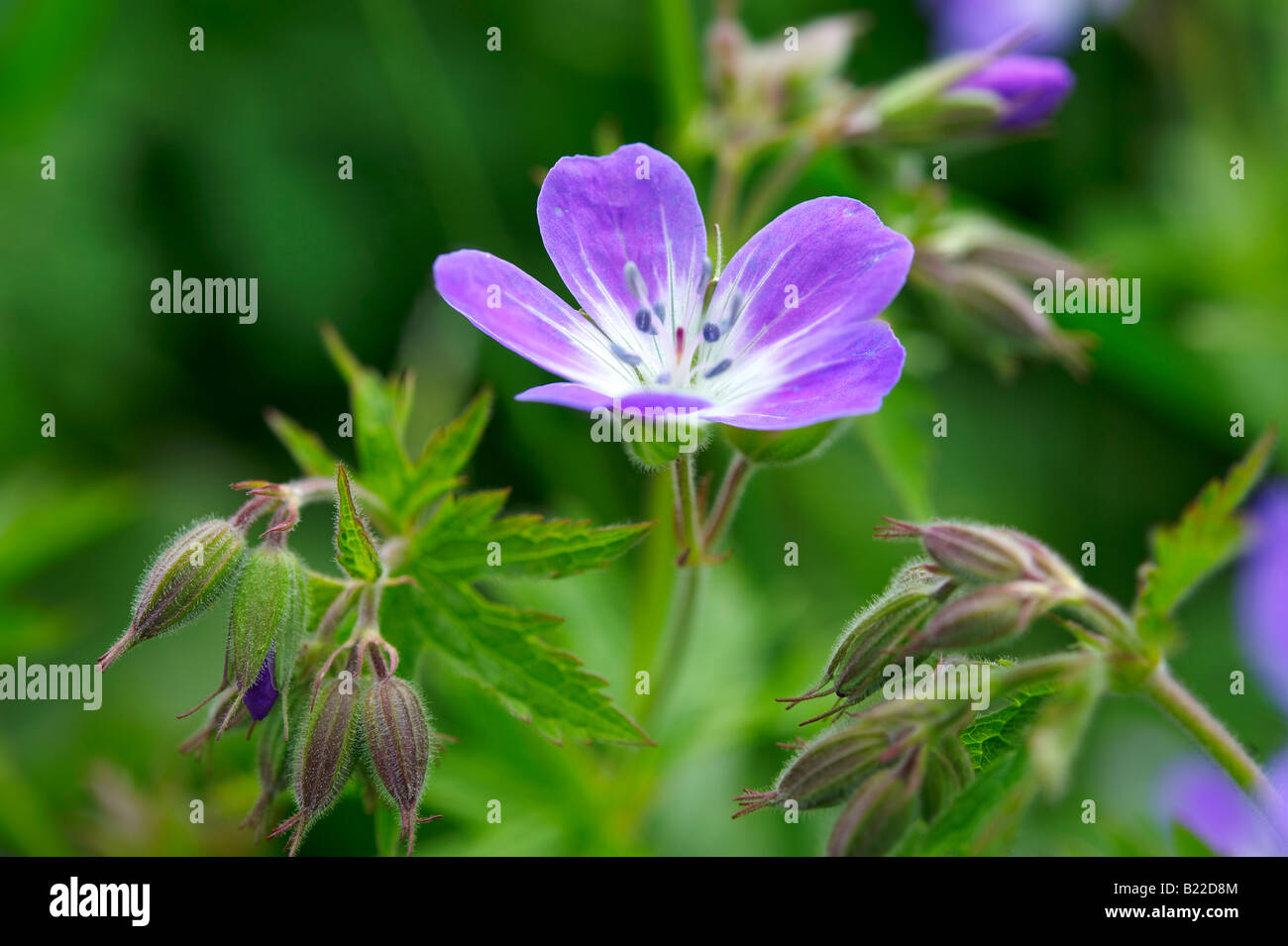 Bois alpin ( géranium sanguin Geranium sylvaticum ). Alpes Bernoises, Suisse Banque D'Images