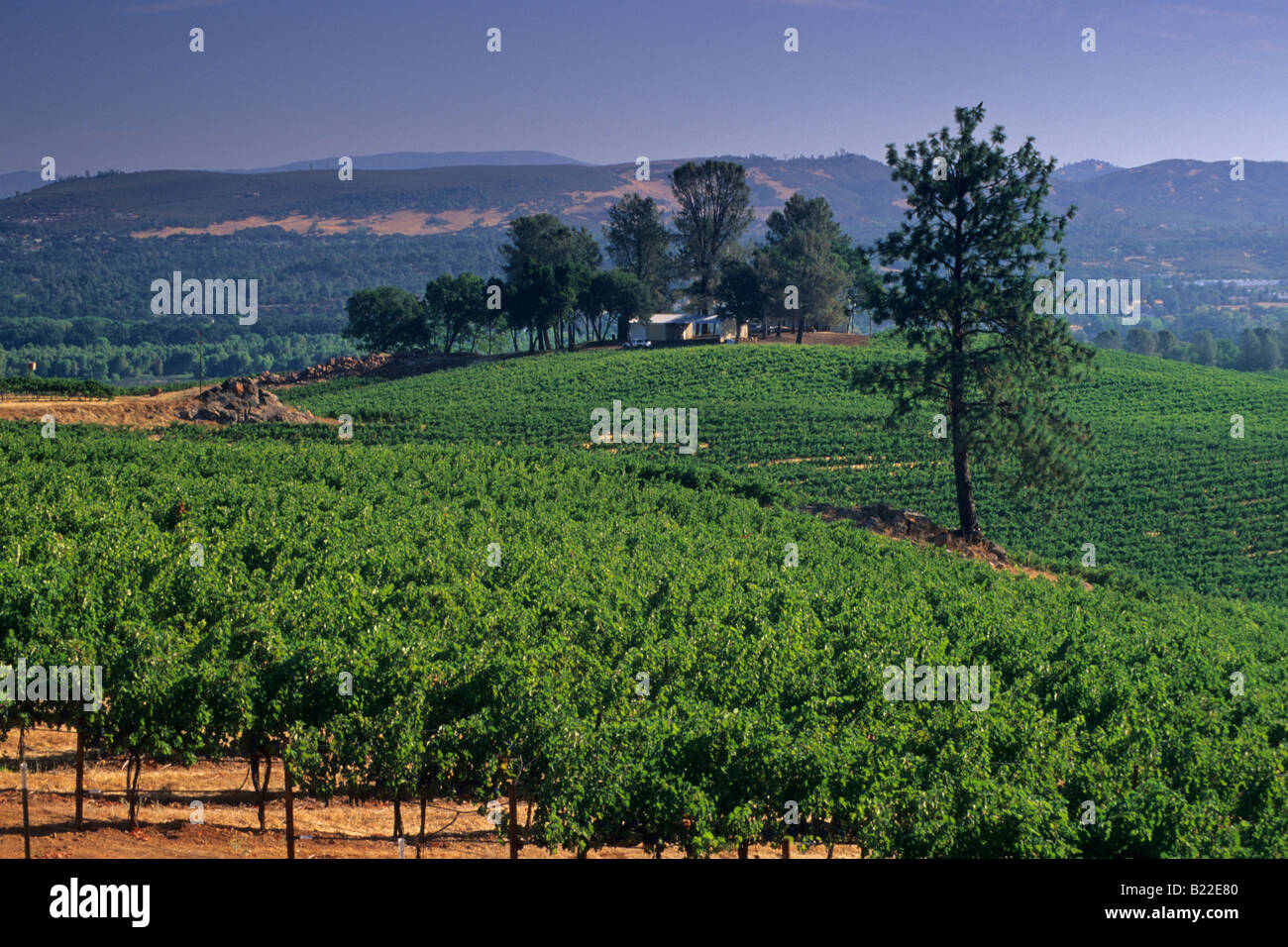 Vignobles près de Lake Clear Lake Lake County en Californie Banque D'Images