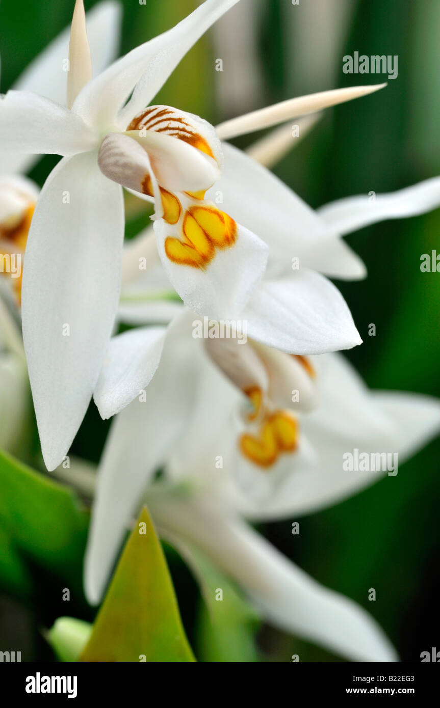 Coelogyne ochracea variante d'espèces d'orchidées fleurs ouvertes cultivar tige fleur fond vert foncé Banque D'Images Coelogyne ochracea variante d'espèces d'orchidées fleurs ouvertes cultivar tige fleur fond vert foncé Banque D'Images