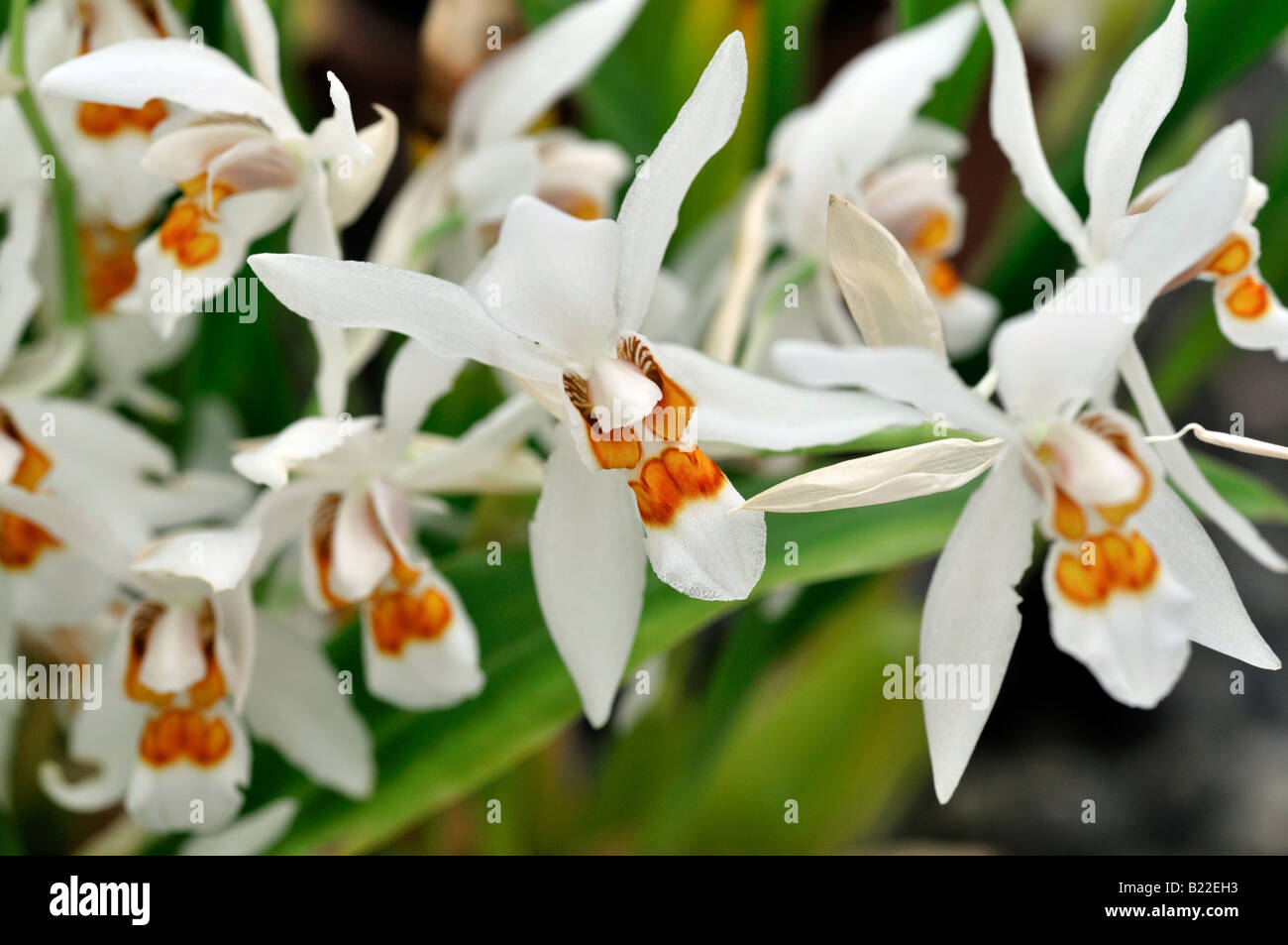 Coelogyne ochracea variante d'espèces d'orchidées fleurs ouvertes cultivar tige fleur fond vert foncé Banque D'Images Coelogyne ochracea variante d'espèces d'orchidées fleurs ouvertes cultivar tige fleur fond vert foncé Banque D'Images