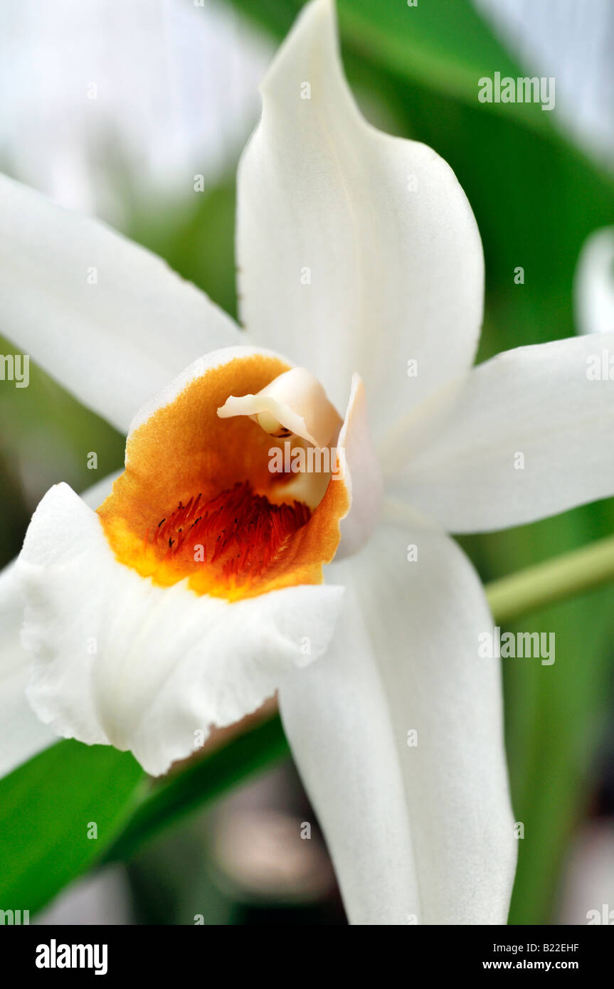 Coelogyne ochracea variante d'espèces d'orchidées fleurs ouvertes cultivar tige fleur fond vert foncé Banque D'Images Coelogyne ochracea variante d'espèces d'orchidées fleurs ouvertes cultivar tige fleur fond vert foncé Banque D'Images