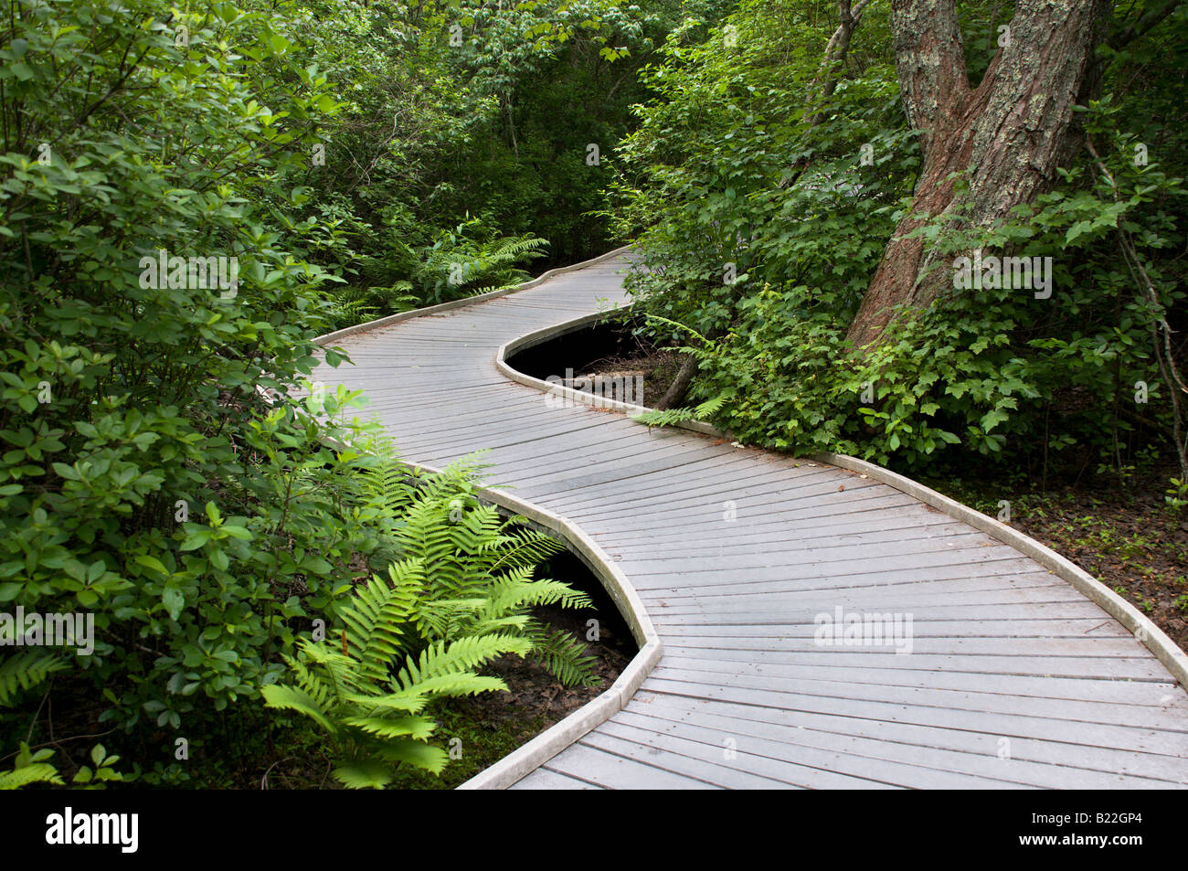 Un sentier sinueux à travers la forêt dans la région de Cape Cod, Ma. Banque D'Images