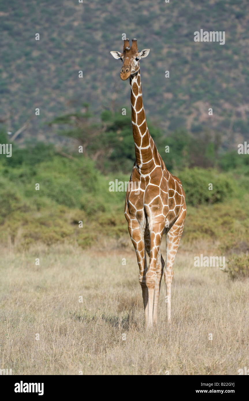 Giraffe réticulée, Kenya, Africain Banque D'Images