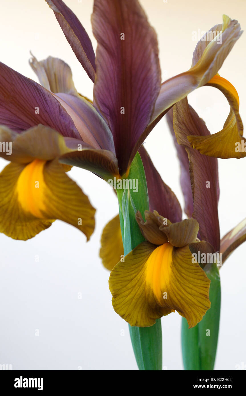 Dutch iris fleur couleur bronze fleur contre un fond blanc Banque D'Images