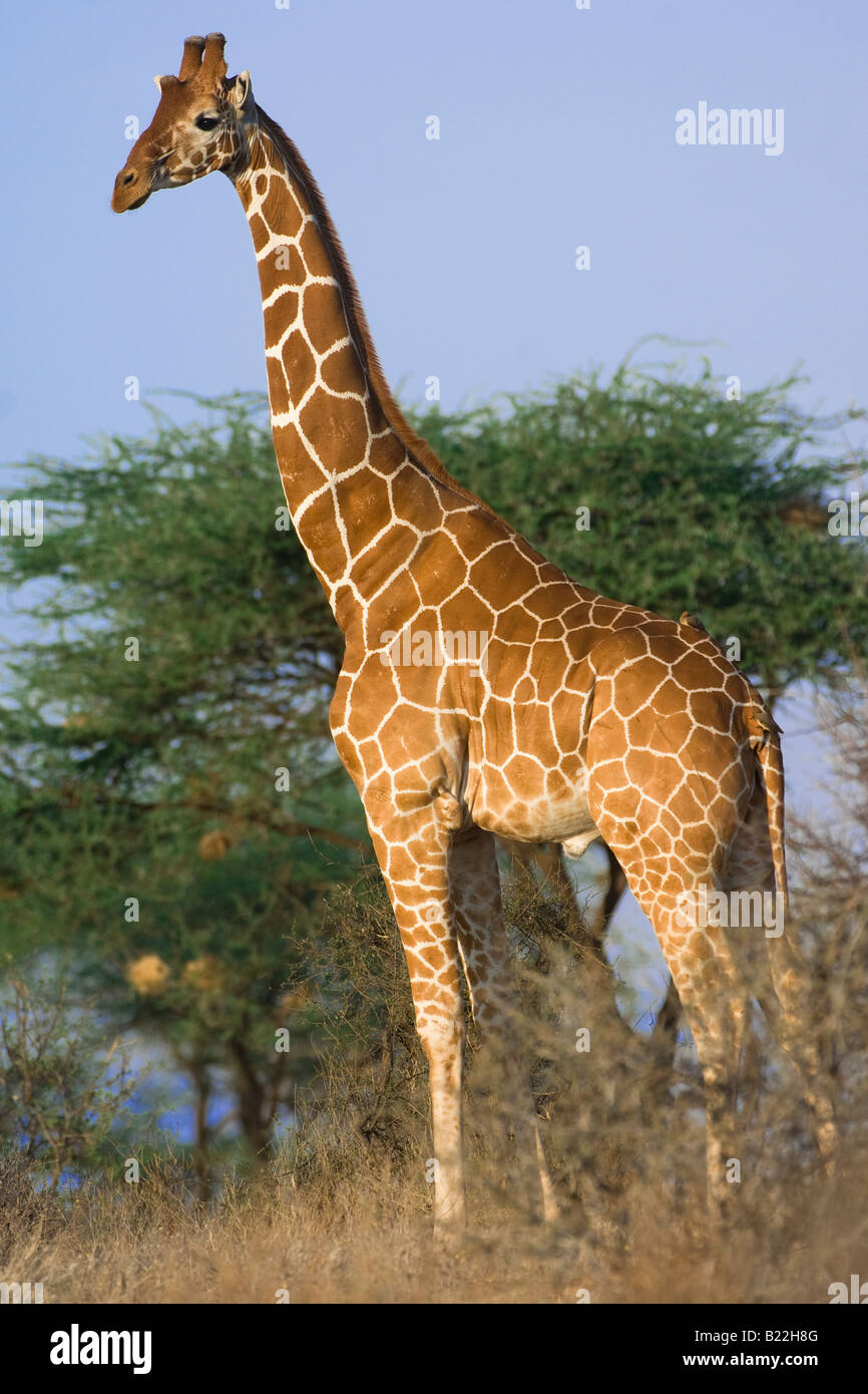 Giraffe réticulée, Kenya, Africain Banque D'Images