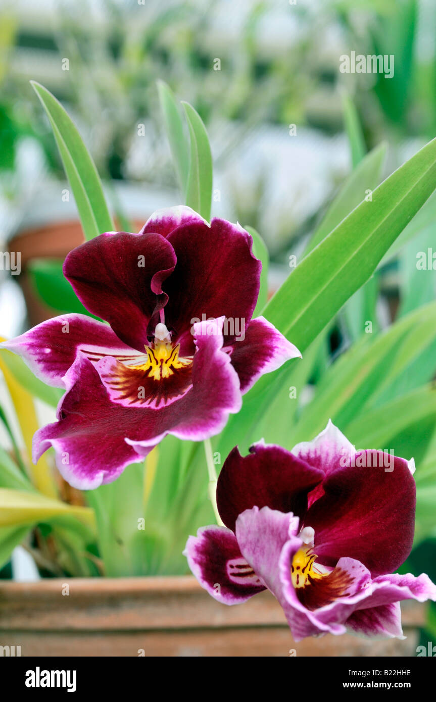 Deux fleurs orchidée miltonia hybride fleur fleur closeup close up portrait macro espèces variante sp var Banque D'Images Deux fleurs orchidée miltonia hybride fleur fleur closeup close up portrait macro espèces variante sp var Banque D'Images