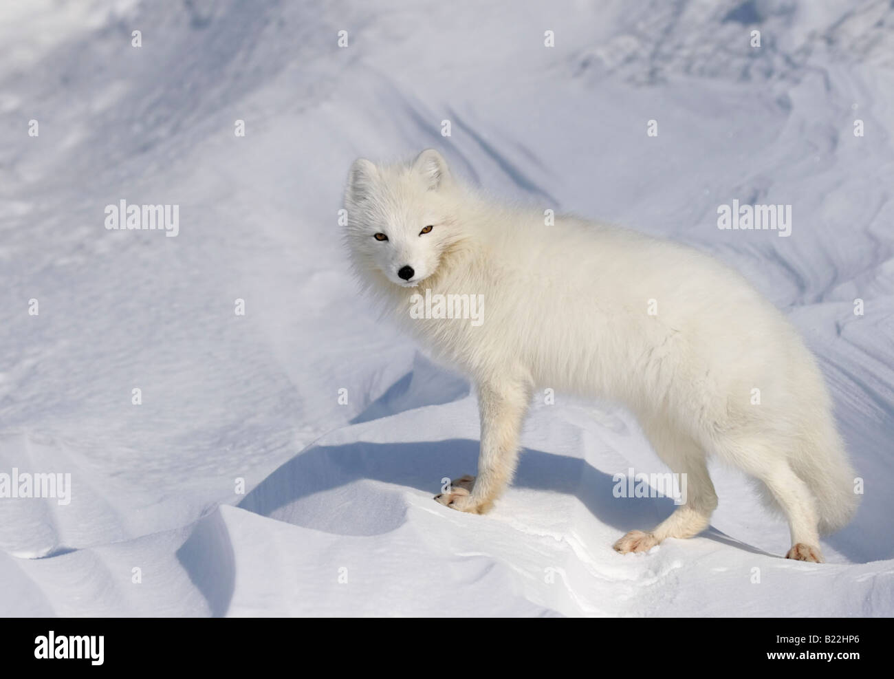 Le renard arctique en journée ensoleillée. L'Arctique, l'île de Kolguev, la Russie. Banque D'Images