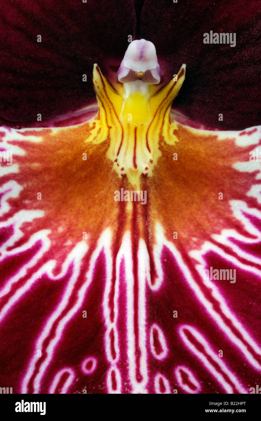 Miltonia orchidée hybride Fleur Fleur Fleur closeup close up portrait macro espèces variante sp var Banque D'Images Miltonia orchidée hybride Fleur Fleur Fleur closeup close up portrait macro espèces variante sp var Banque D'Images