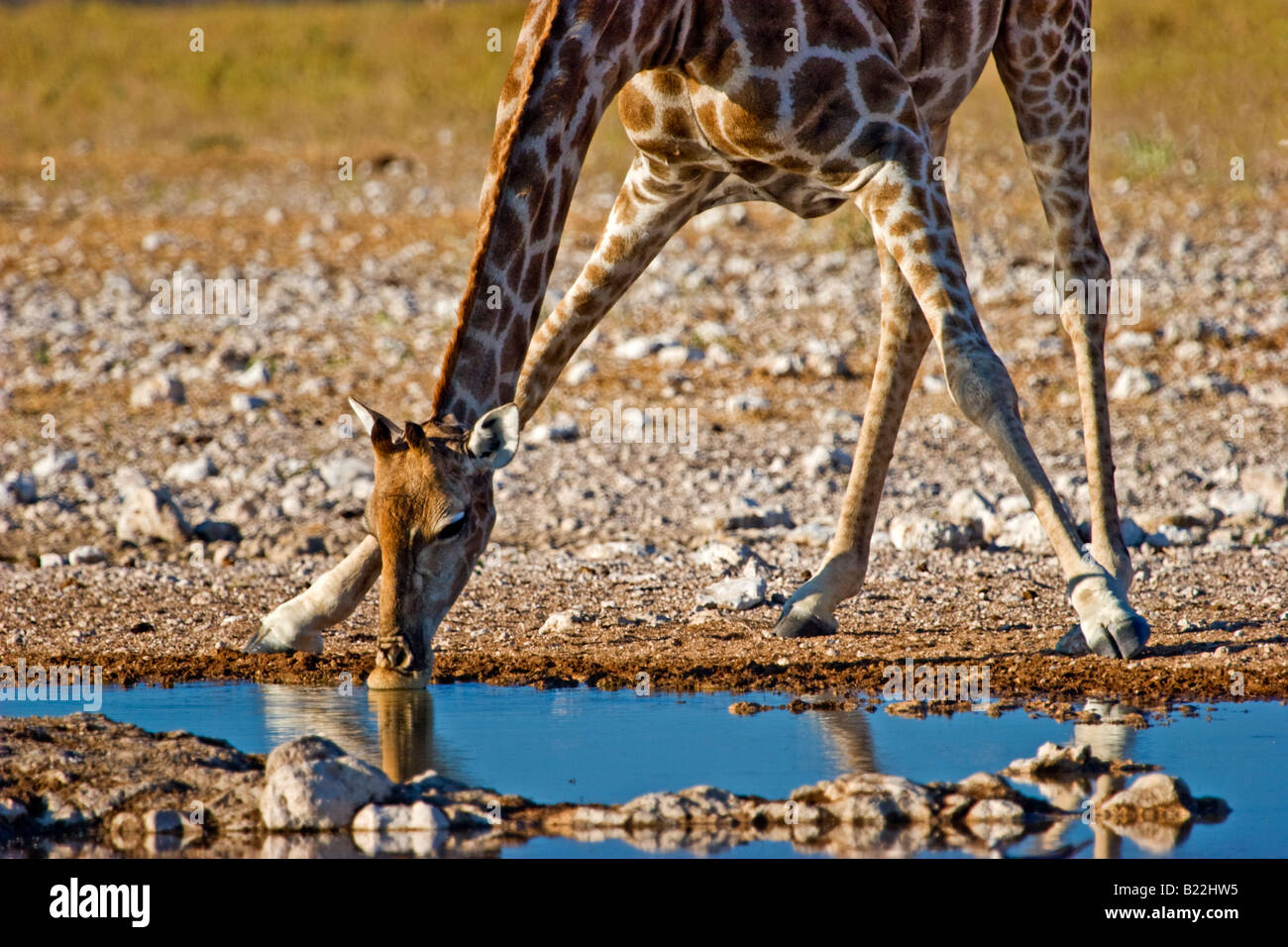Une Girafe (Giraffa camelopardalis) Boire à Etosha National Park, Namibie Banque D'Images