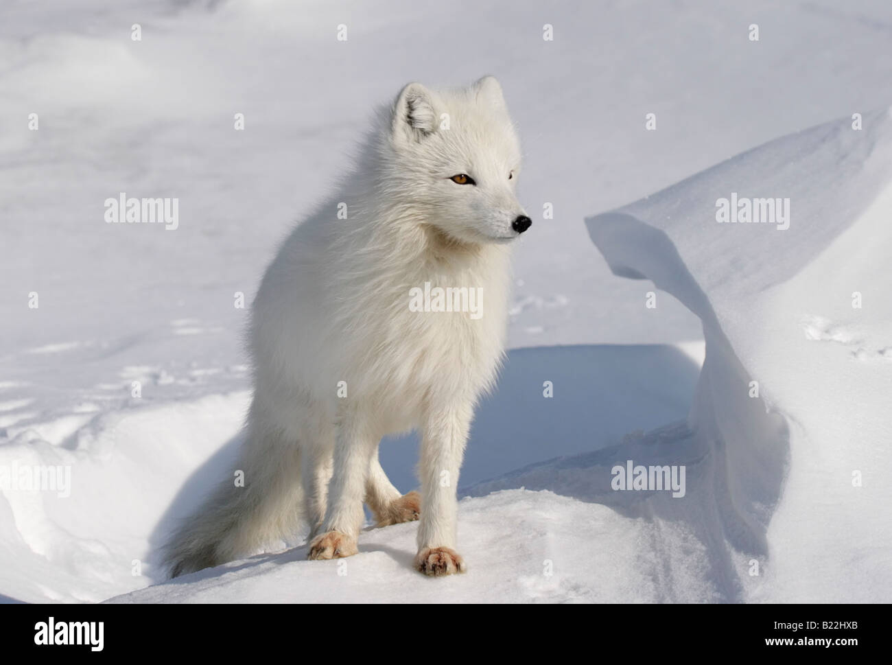 Le renard arctique en journée ensoleillée. L'Arctique, l'île de Kolguev, la Russie. Banque D'Images