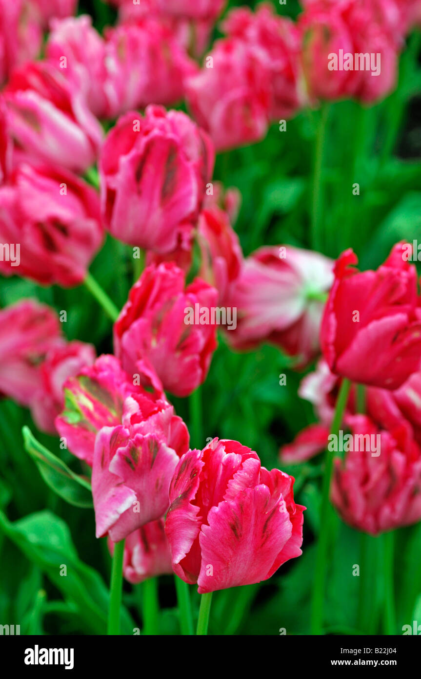 Fleur rose fleur tulip apricot parrot variante espèces groupe var sp cultivar variété Banque D'Images