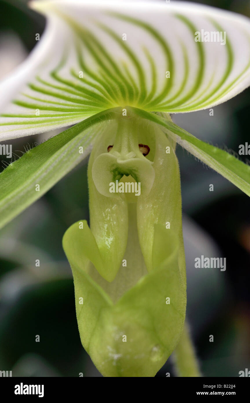 Maudiea paphiopedilum fleurs rayures vert unique également connu sous le nom de pantoufles paph ou paph orchidées Banque D'Images Maudiea paphiopedilum fleurs rayures vert unique également connu sous le nom de pantoufles paph ou paph orchidées Banque D'Images