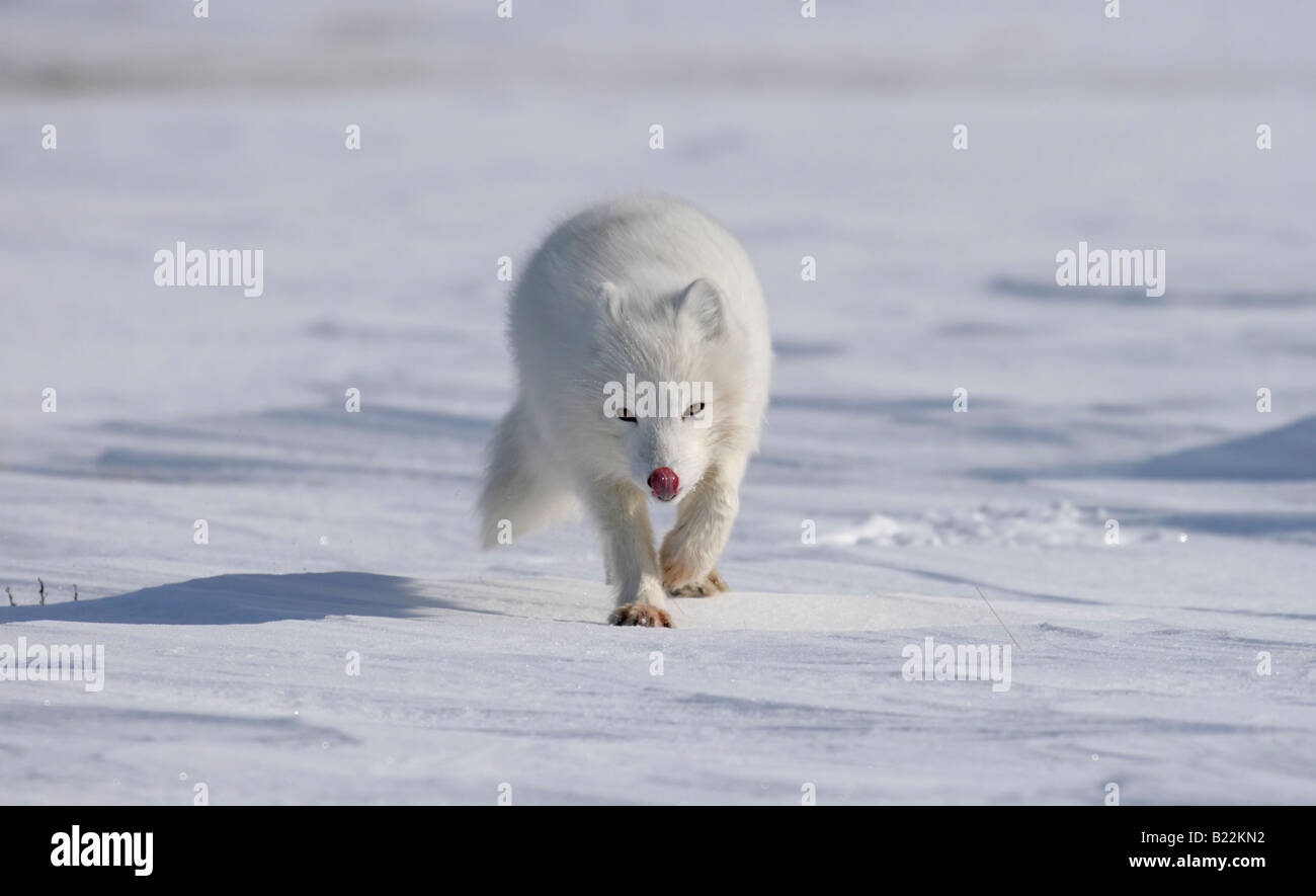 Le renard arctique s'exécute avec collage hors de langue à jour ensoleillé. L'Arctique, l'île de Kolguev, la Russie. Banque D'Images