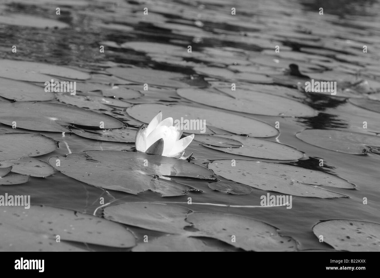 Photographie en noir et blanc d'un nénuphar et de nénuphars flottant délicatement sur les eaux calmes d'un petit étang ou lac. Banque D'Images