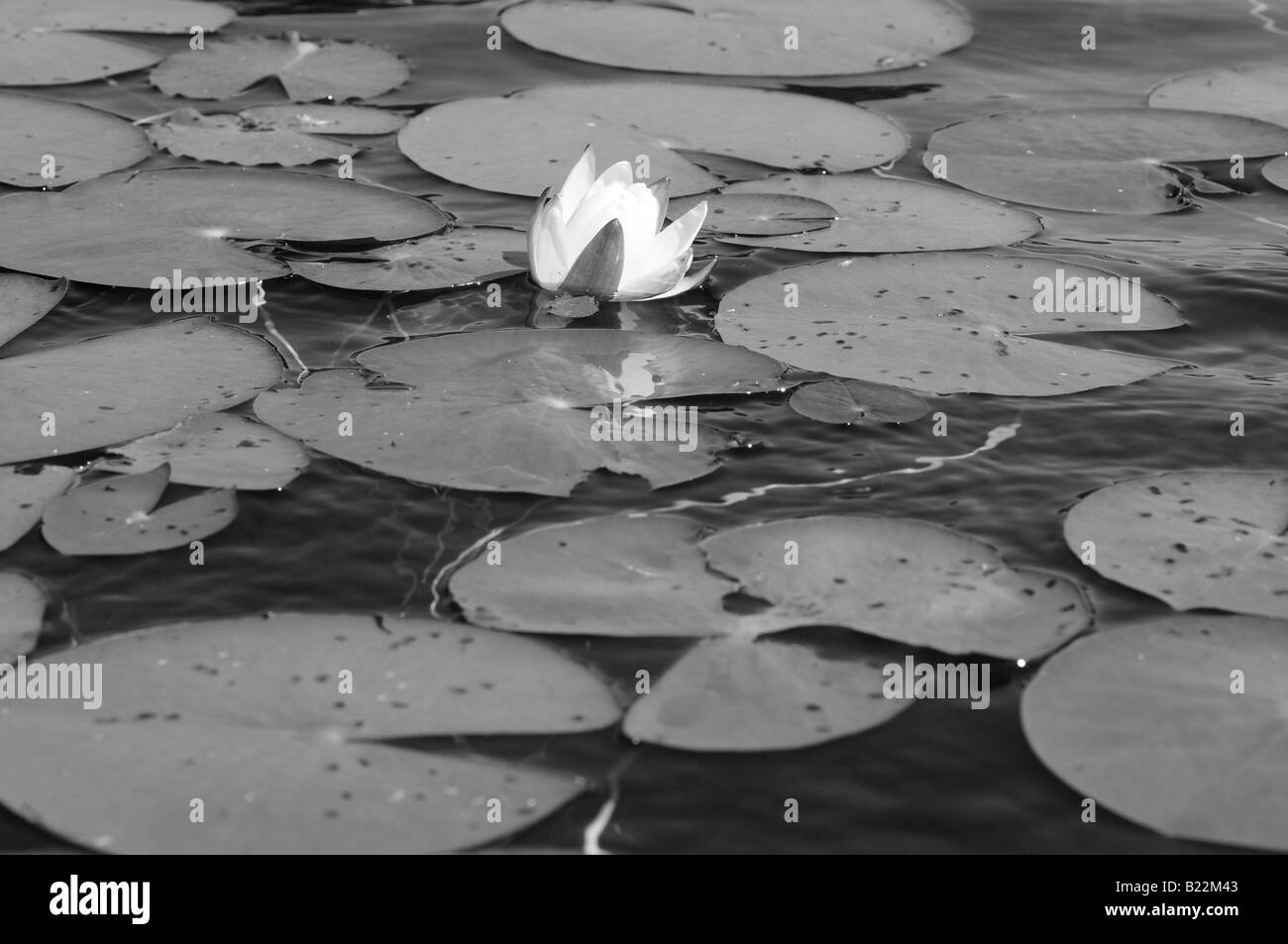 Photographie en noir et blanc d'un nénuphar et de nénuphars flottant délicatement sur les eaux calmes d'un petit étang ou lac. Banque D'Images