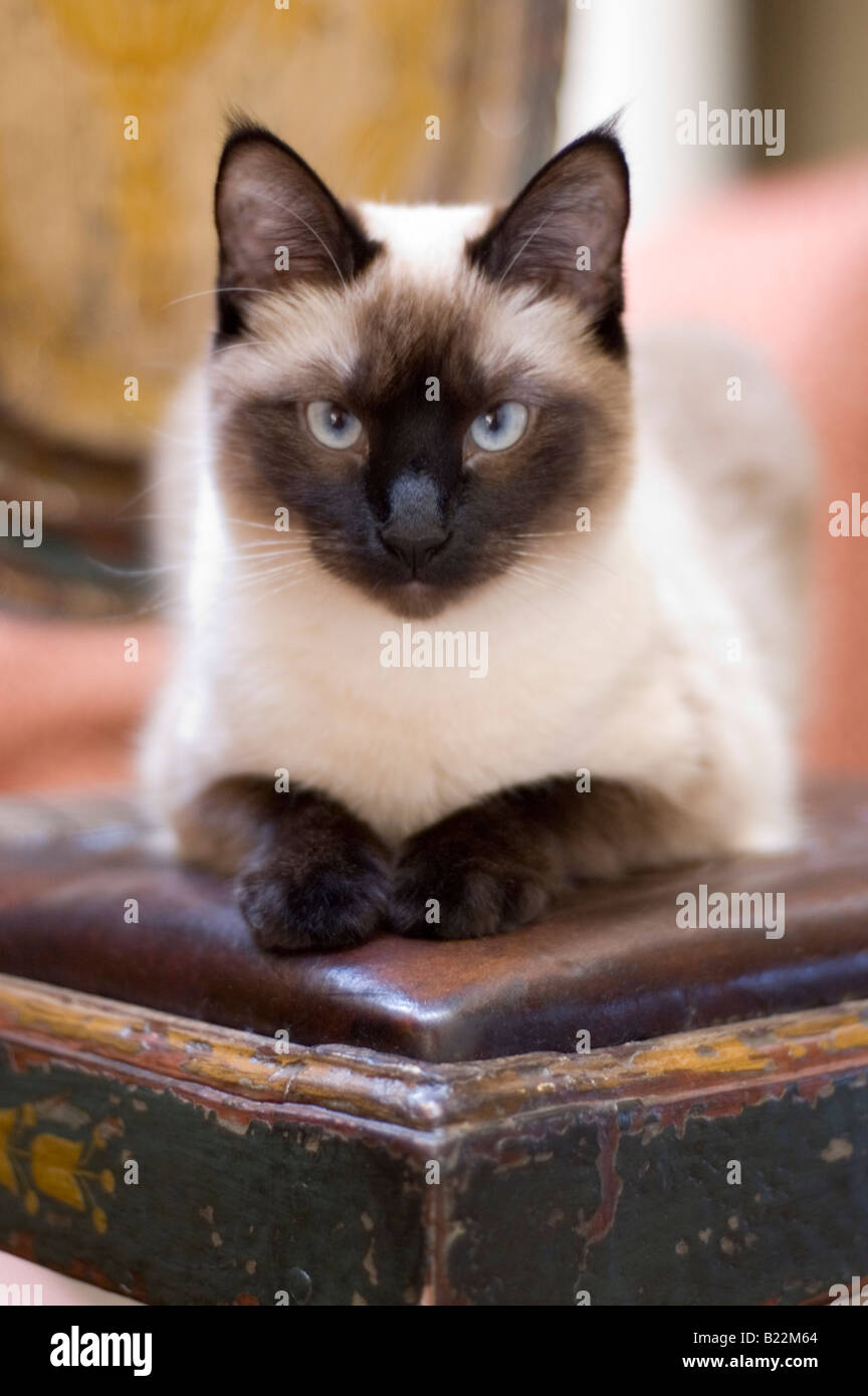 La prise d'un Seal Point Siamese cat. Banque D'Images