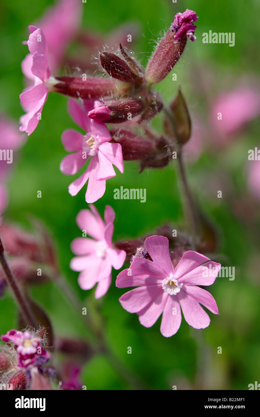 Rouge Alpine, campion Silene dioica - Grindelwald - Oberland Alpes Suisse Suisse Banque D'Images