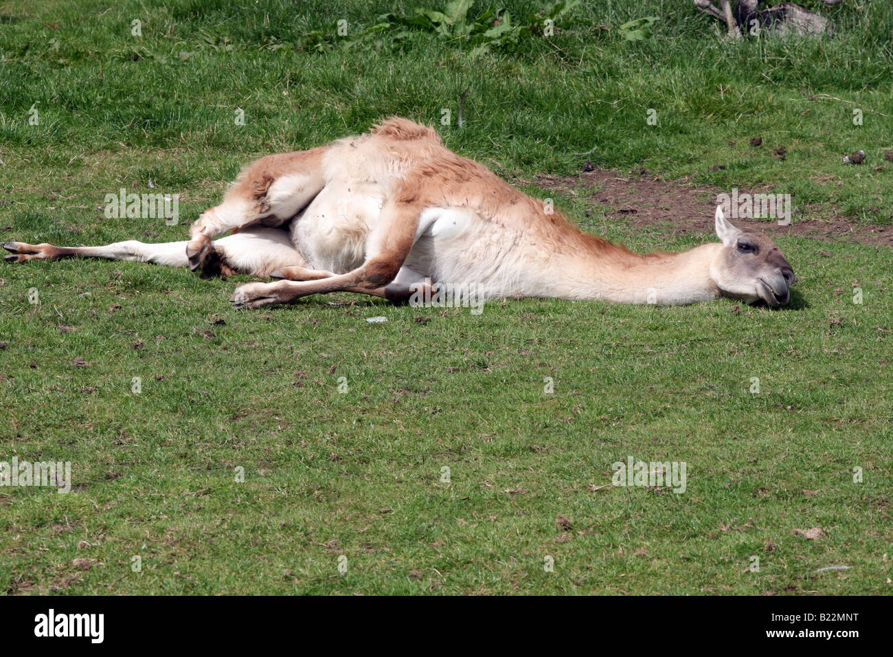 Lama Guanaco (Lama guanicoe) [Le zoo de Chester, Chester, Cheshire, Angleterre, Grande-Bretagne, Royaume-Uni, Europe]. . Banque D'Images