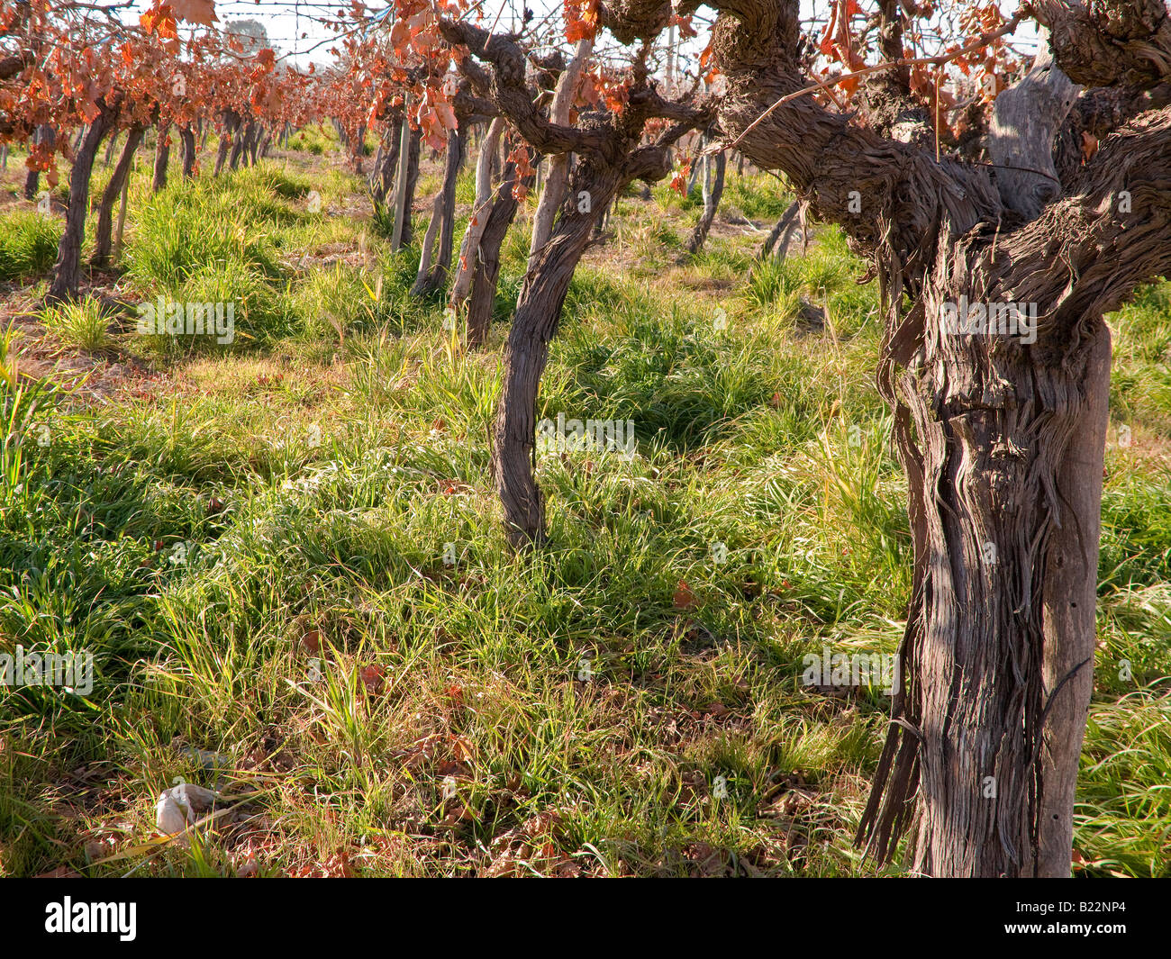 Une vue intérieure d'un vignoble en hiver, San Juan, Argentine Banque D'Images