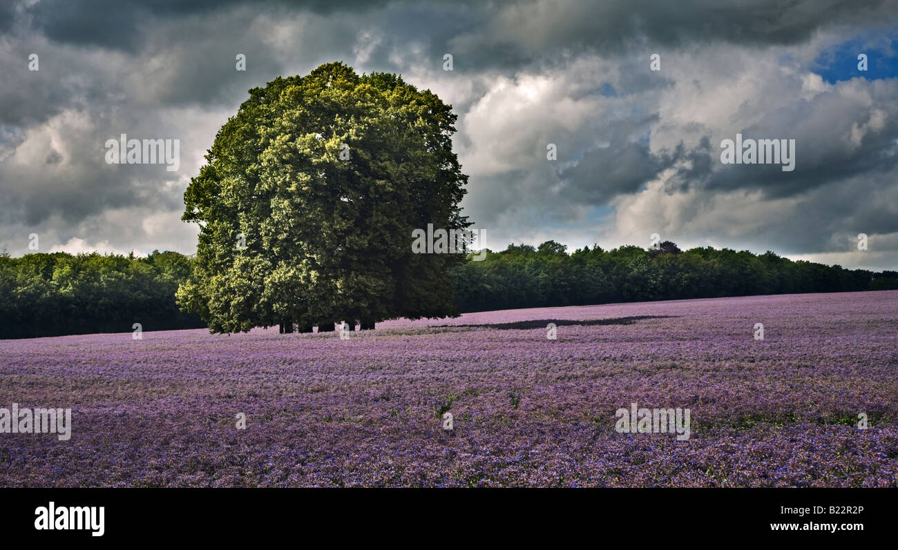 Domaine de fleurs de bourrache bleue, Hampshire, Angleterre Banque D'Images