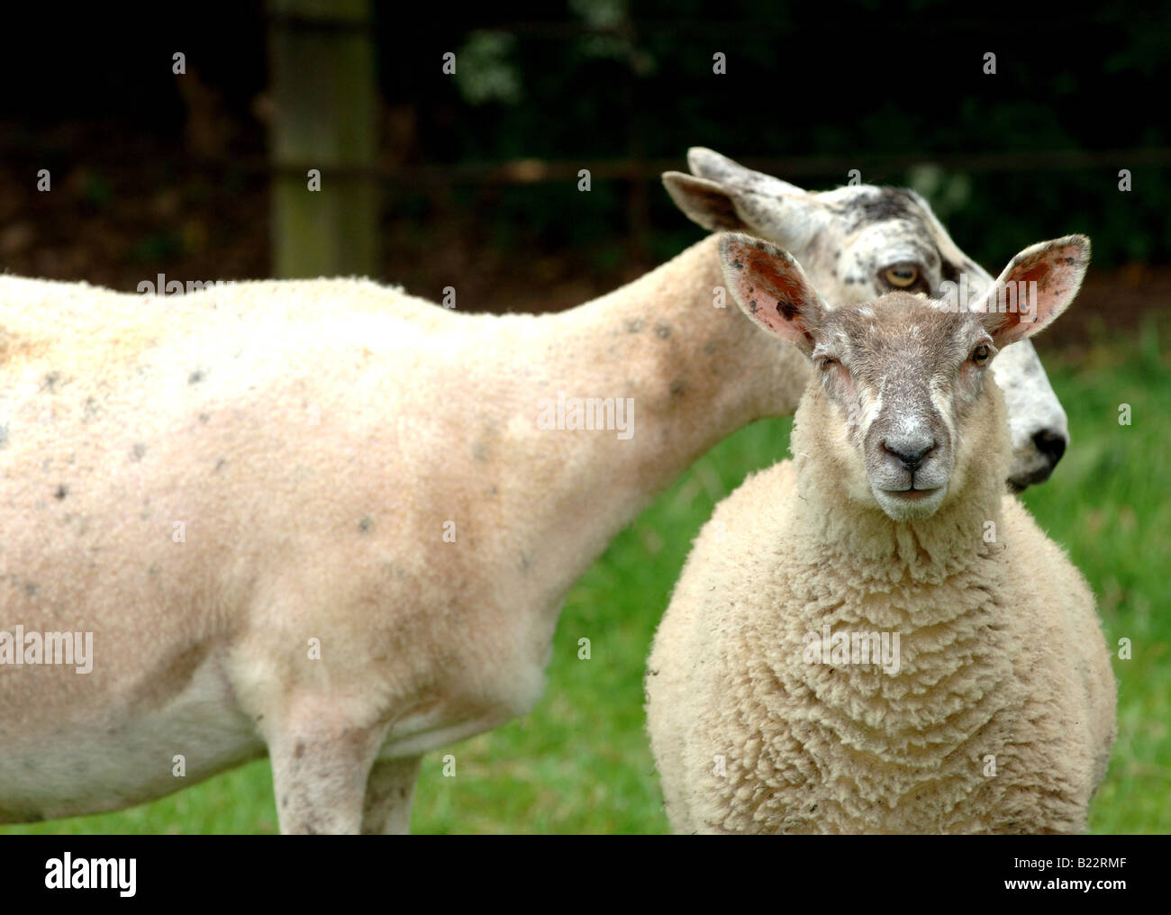 Les moutons à trois yeux Banque D'Images