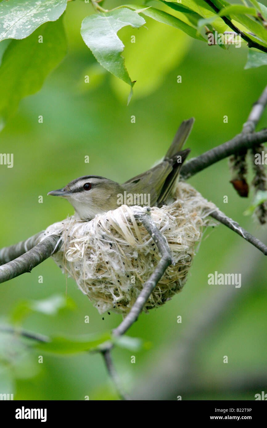 Viréo aux yeux rouges sur son nid - verticale Banque D'Images