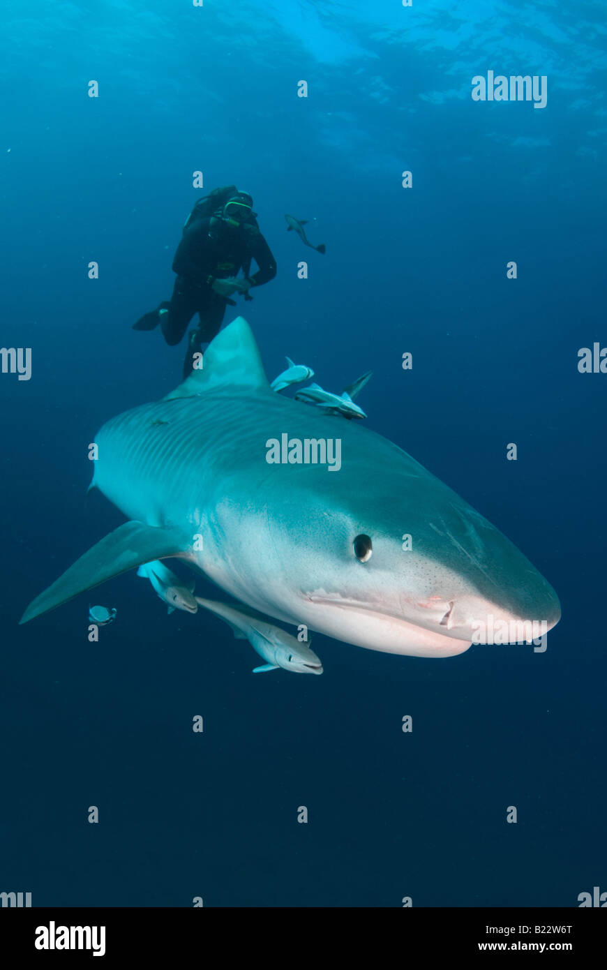 Requin tigre et de plongée sous marine Galeocerdo cuvier Kwazulu Natal d'Aliwal Shoal Afrique du Sud de l'Océan Indien Banque D'Images