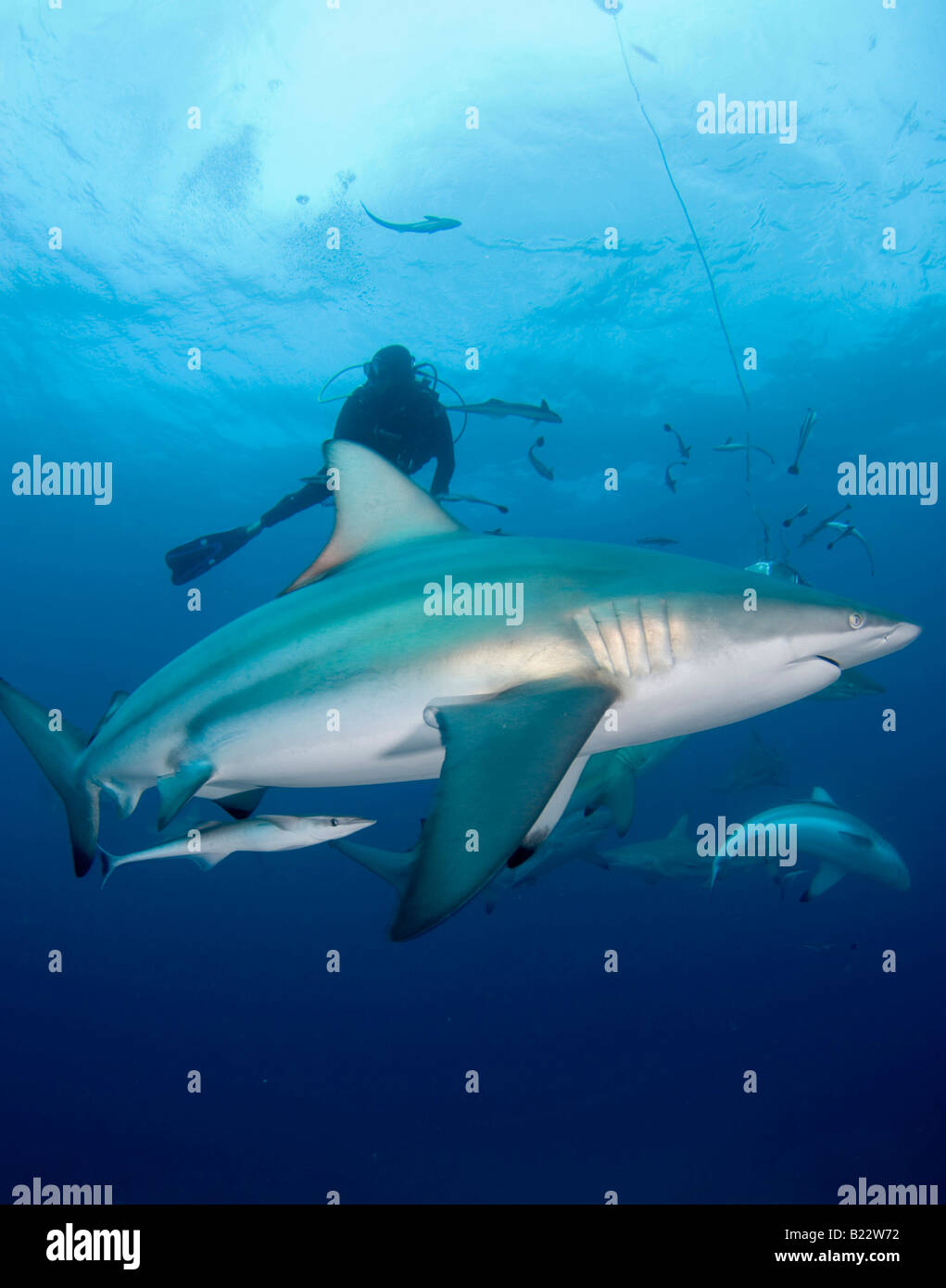 Blacktip requins Carcharhinus limbatus Kwazulu Natal d'Aliwal Shoal Afrique du Sud de l'Océan Indien Banque D'Images