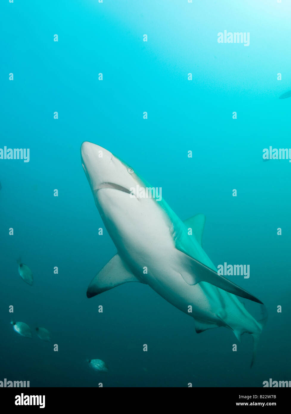 Blacktip requins Carcharhinus limbatus Kwazulu Natal d'Aliwal Shoal Afrique du Sud de l'Océan Indien Banque D'Images