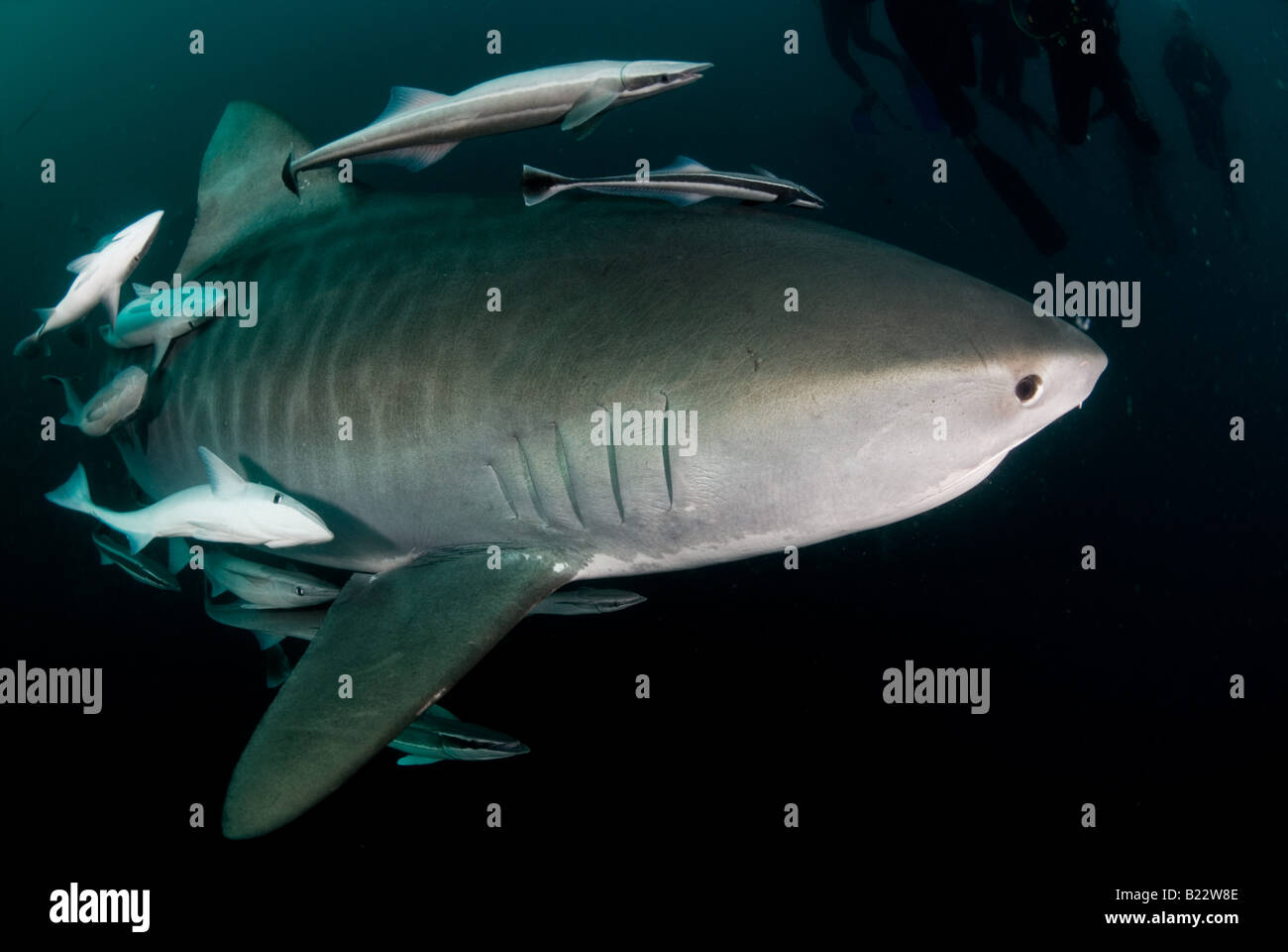 Requin tigre Galeocerdo cuvier Kwazulu Natal d'Aliwal Shoal Afrique du Sud de l'Océan Indien Banque D'Images