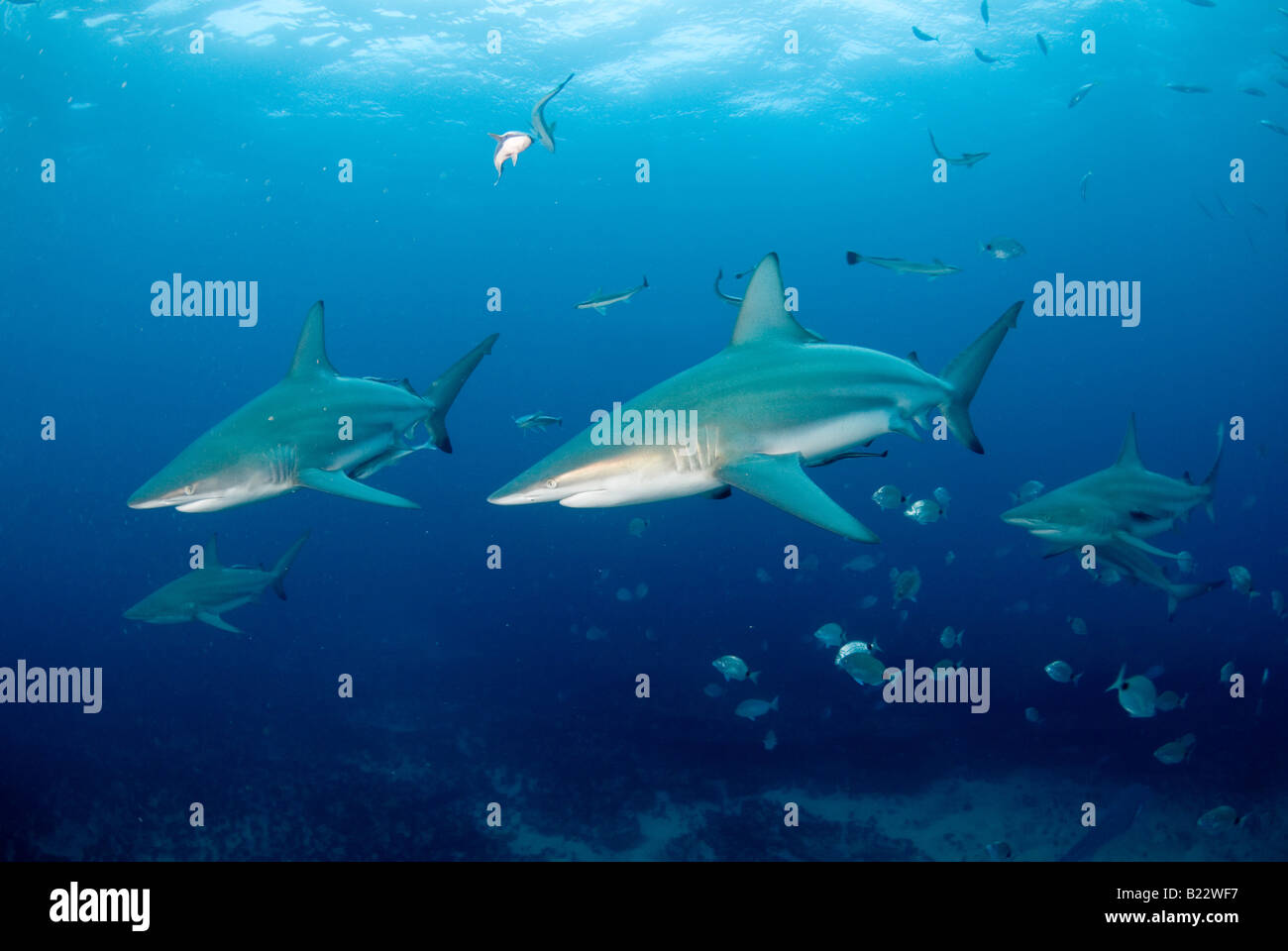 Blacktip requins Carcharhinus limbatus Kwazulu Natal d'Aliwal Shoal Afrique du Sud de l'Océan Indien Banque D'Images
