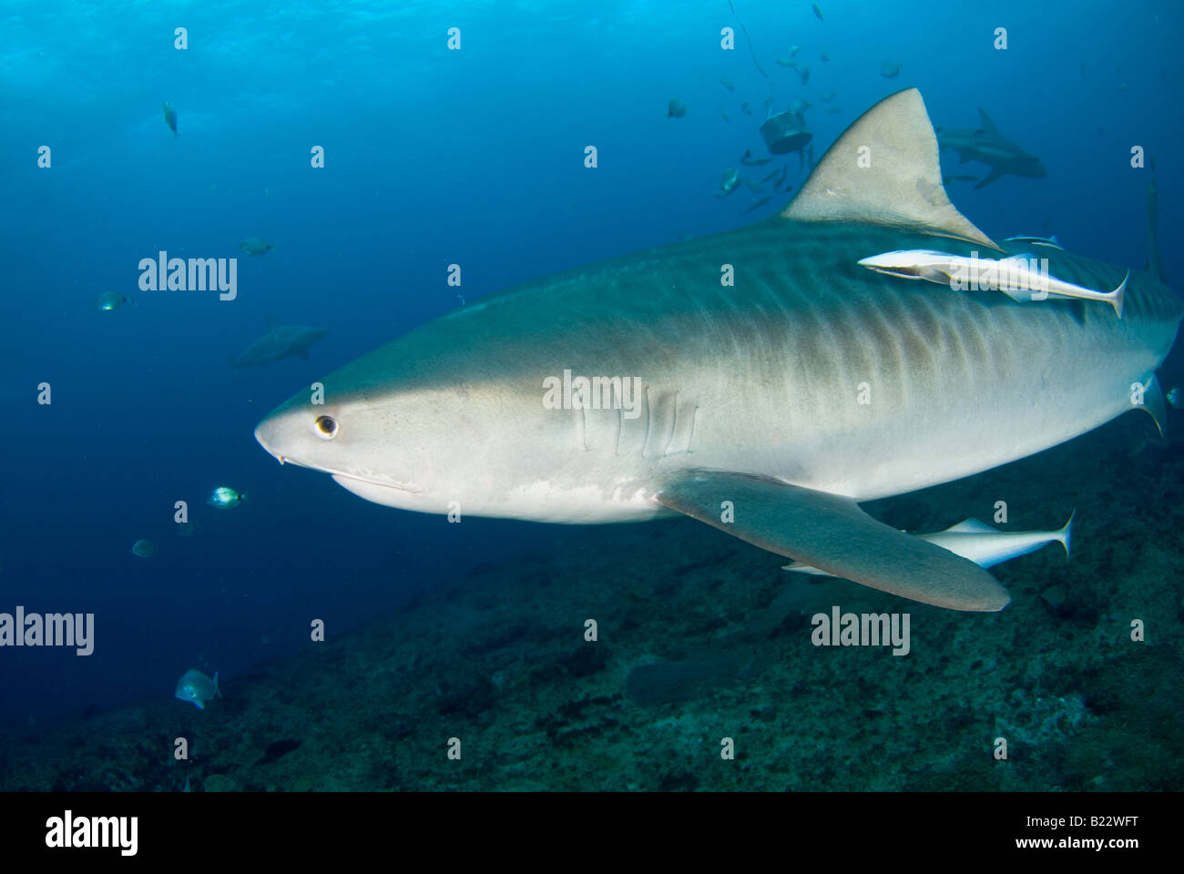 Requin tigre Galeocerdo cuvier Kwazulu Natal d'Aliwal Shoal Afrique du Sud de l'Océan Indien Banque D'Images