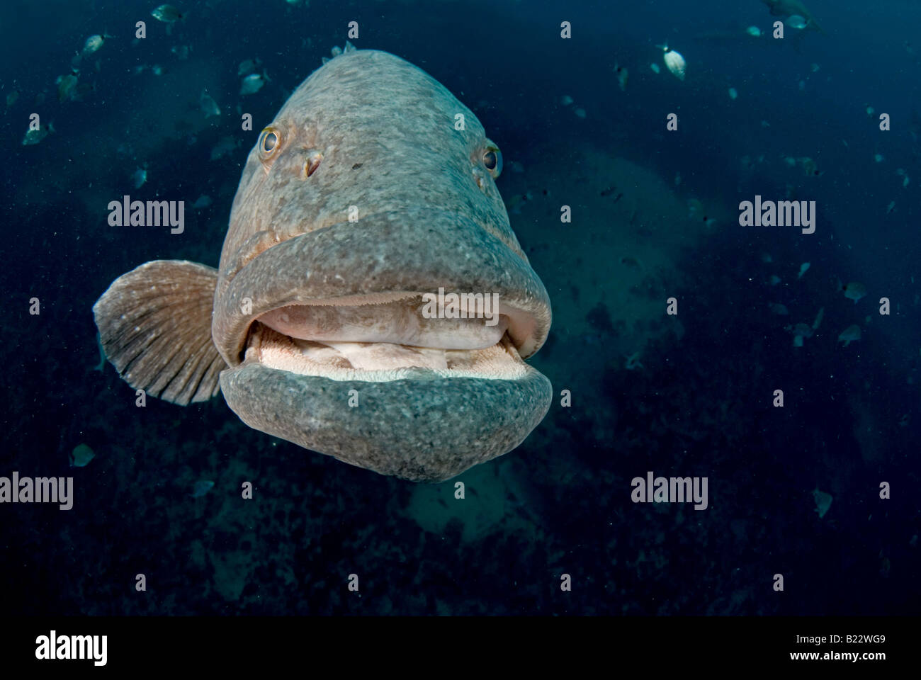 Patate mérou Epinephelus tukula Kwazulu Natal d'Aliwal Shoal Afrique du Sud de l'Océan Indien Banque D'Images