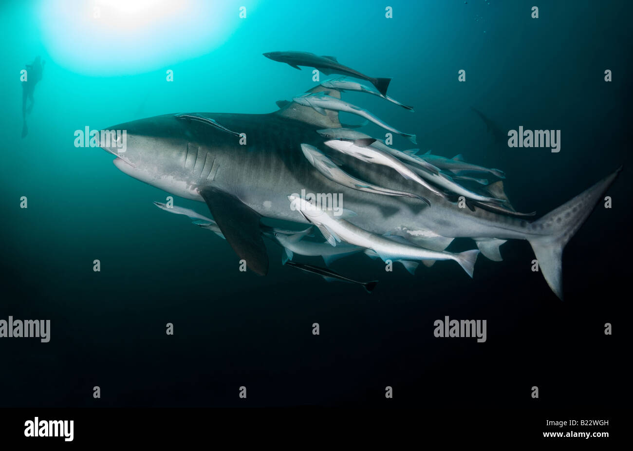 Requin tigre et de plongée sous marine Galeocerdo cuvier Kwazulu Natal d'Aliwal Shoal Afrique du Sud de l'Océan Indien Banque D'Images