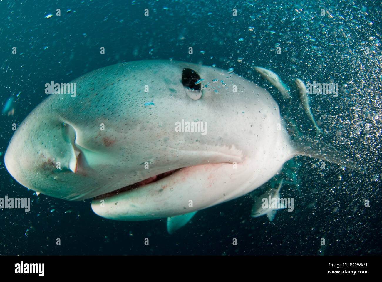 Requin tigre Galeocerdo cuvier Kwazulu Natal d'Aliwal Shoal Afrique du Sud de l'Océan Indien Banque D'Images