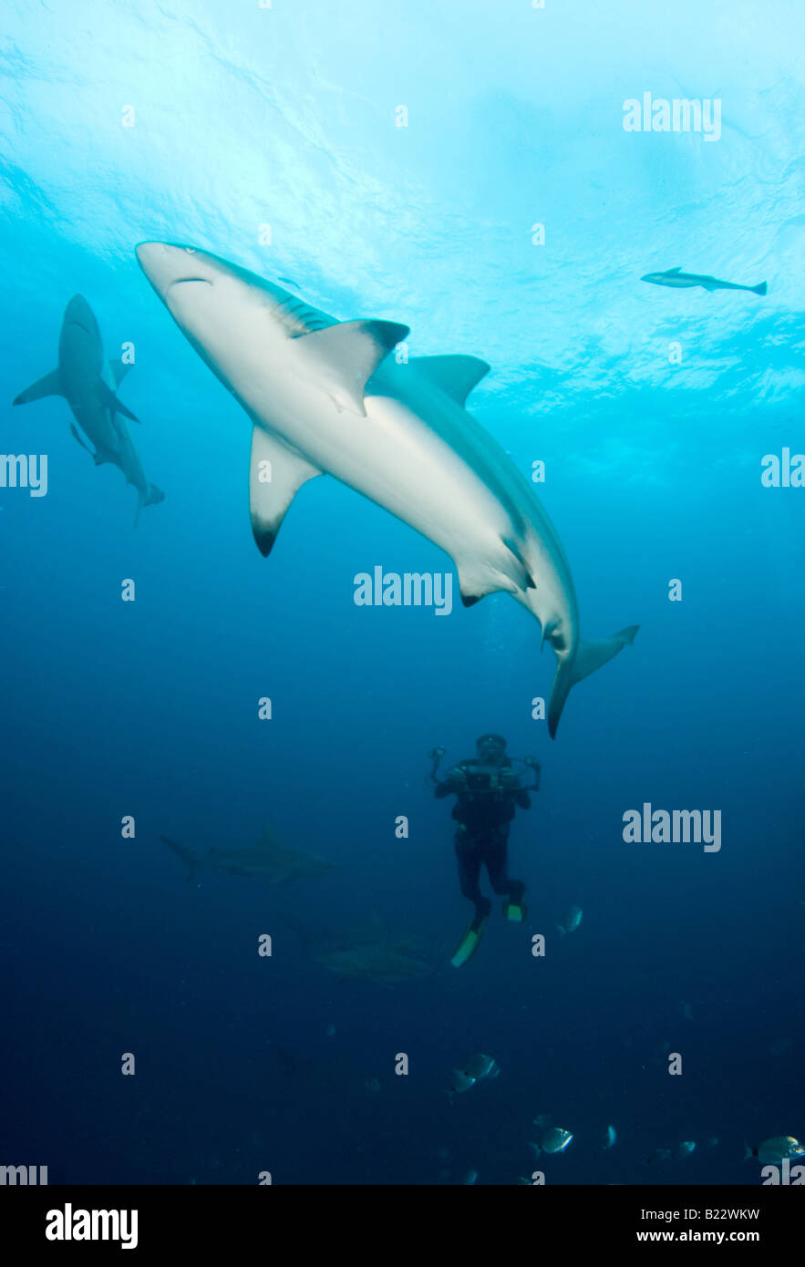 Blacktip requins Carcharhinus limbatus Kwazulu Natal d'Aliwal Shoal Afrique du Sud de l'Océan Indien Banque D'Images