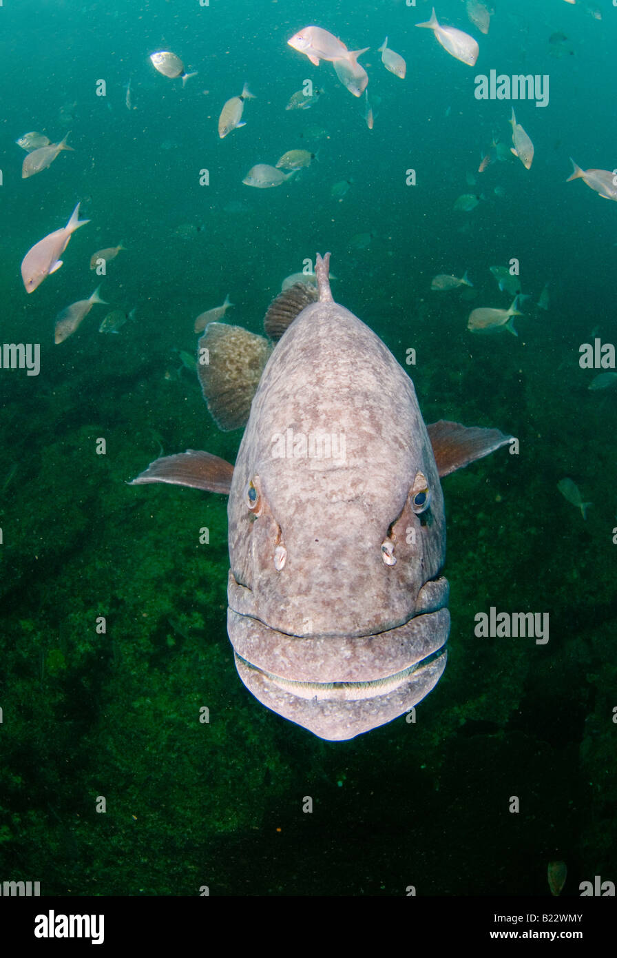 Patate mérou Epinephelus tukula Kwazulu Natal d'Aliwal Shoal Afrique du Sud de l'Océan Indien Banque D'Images