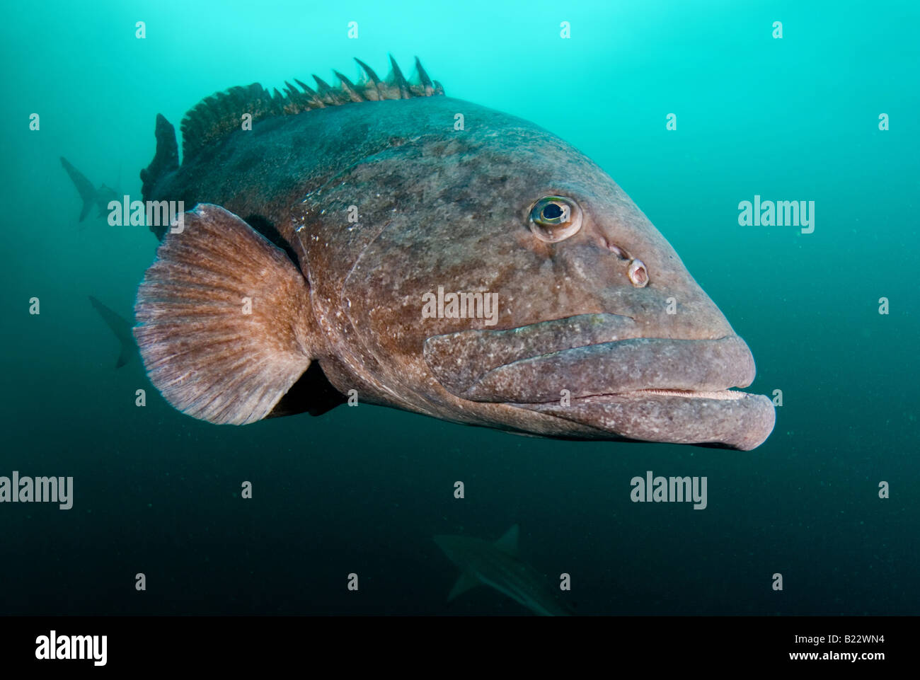 Patate mérou Epinephelus tukula Kwazulu Natal d'Aliwal Shoal Afrique du Sud de l'Océan Indien Banque D'Images